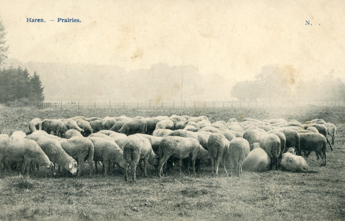 Grazende schapen in de weiden van het latere rangeerstation van de NMBS, rond 1908 © Private collectie (Jan Verbelen)